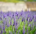 Lilac Cottageb Andb