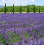 Lilac Cottageb Andb